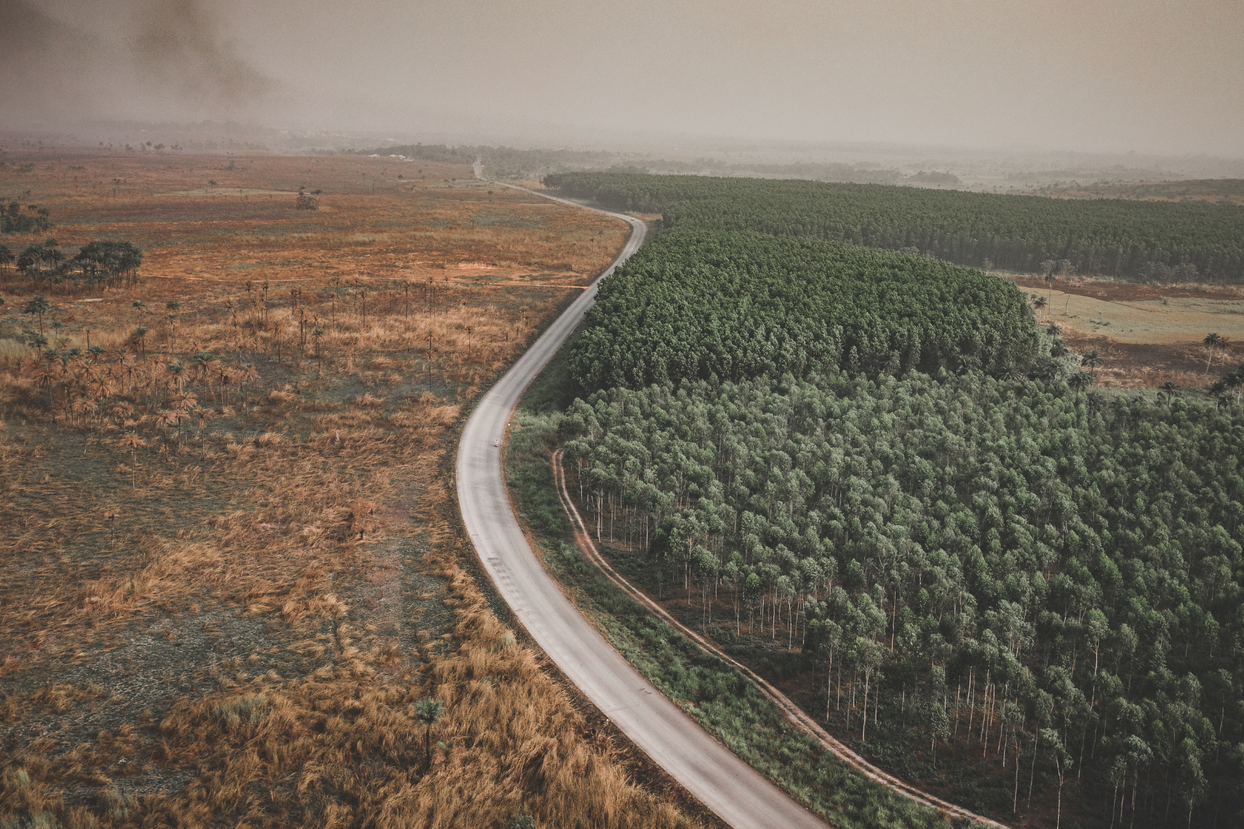 Long road in woodlands with one side of healthy trees and the other damaged.