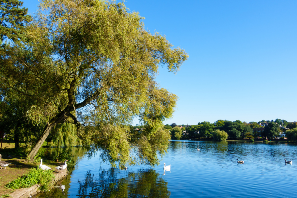 Public Roath Park Lake with the reflection of a beautiful tree in the water and swans swimming in the lake