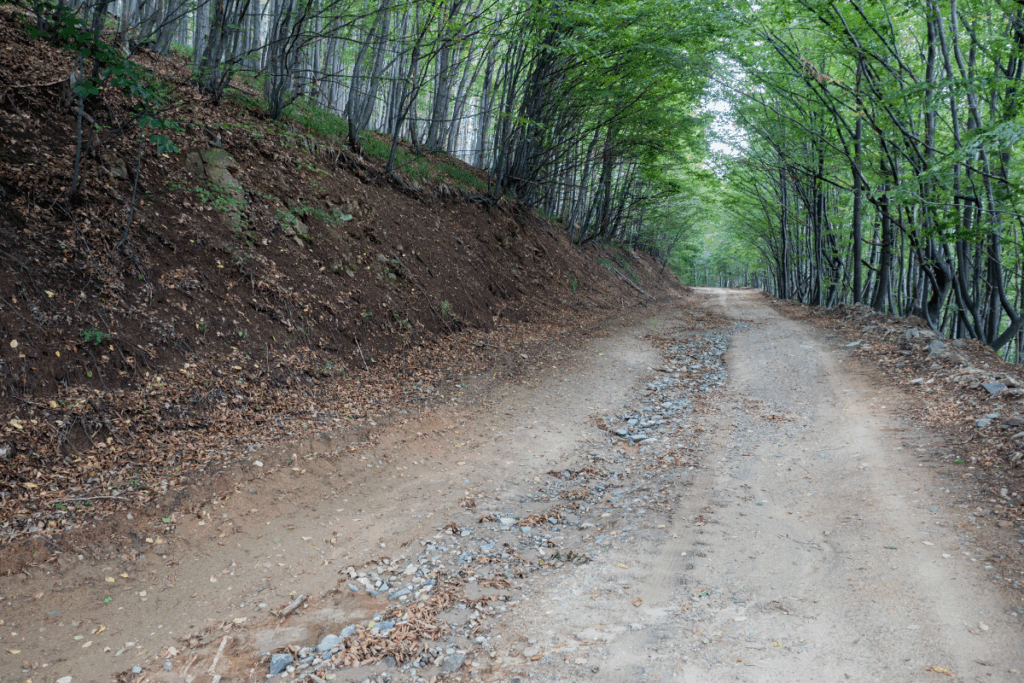 A rocky forestry road with tall trees with green leaves towering over the road and covering the sky view