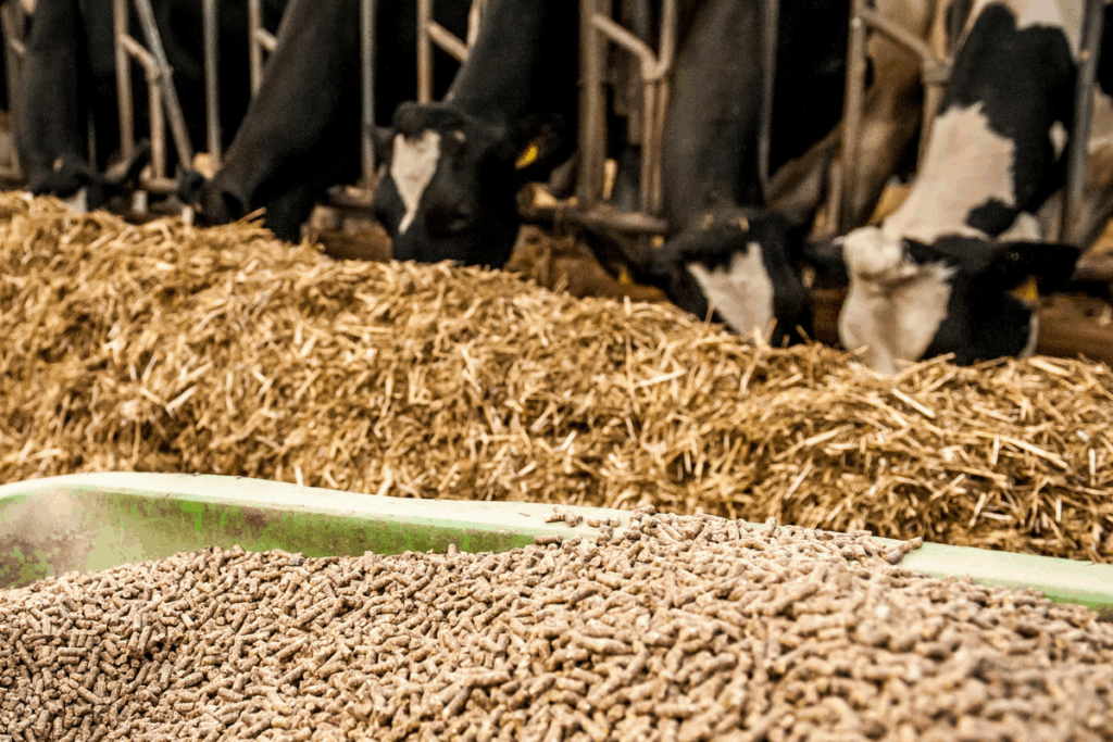 Various black and white cows are eating animal feed through a metal feeding gate