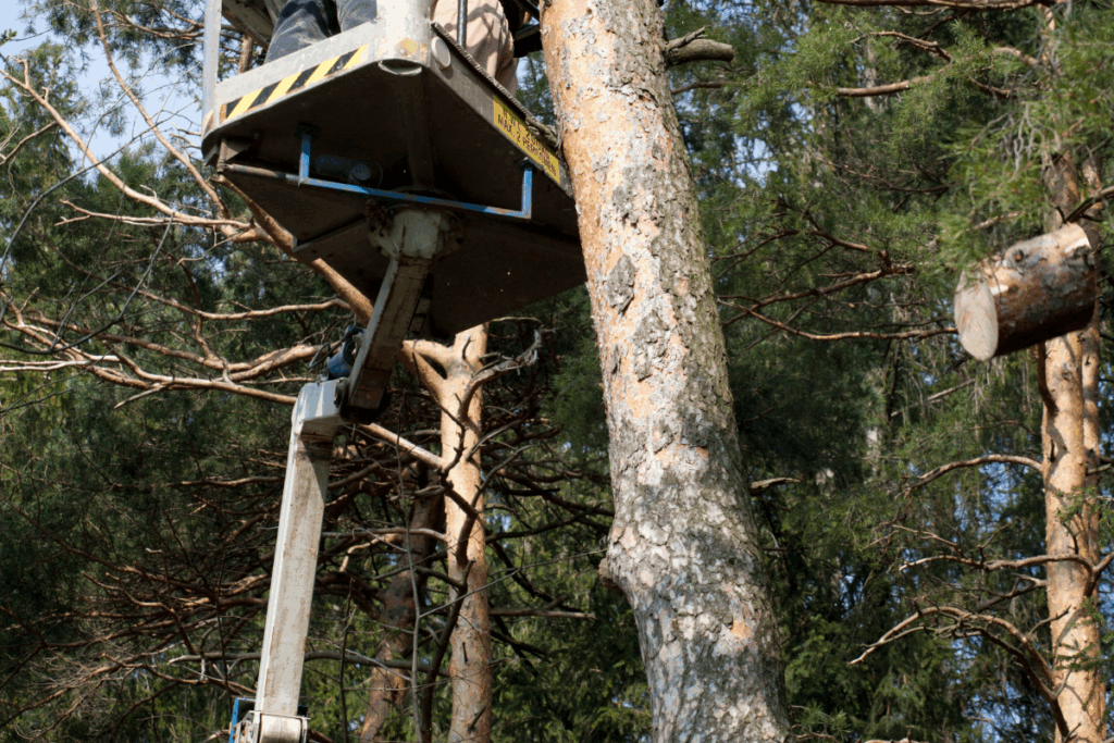 Tree surgery from the basket of a mobile elevating work platform (MEWP) and trees clustered behind it