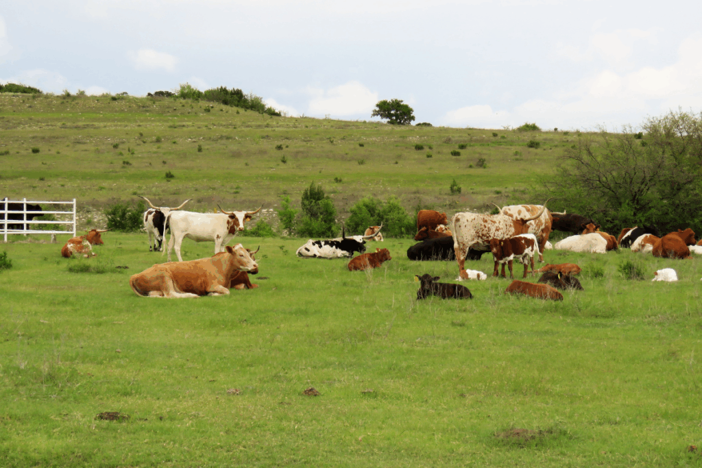 A herd of cattle and calves in a field of grass and shrubs with a metal gate