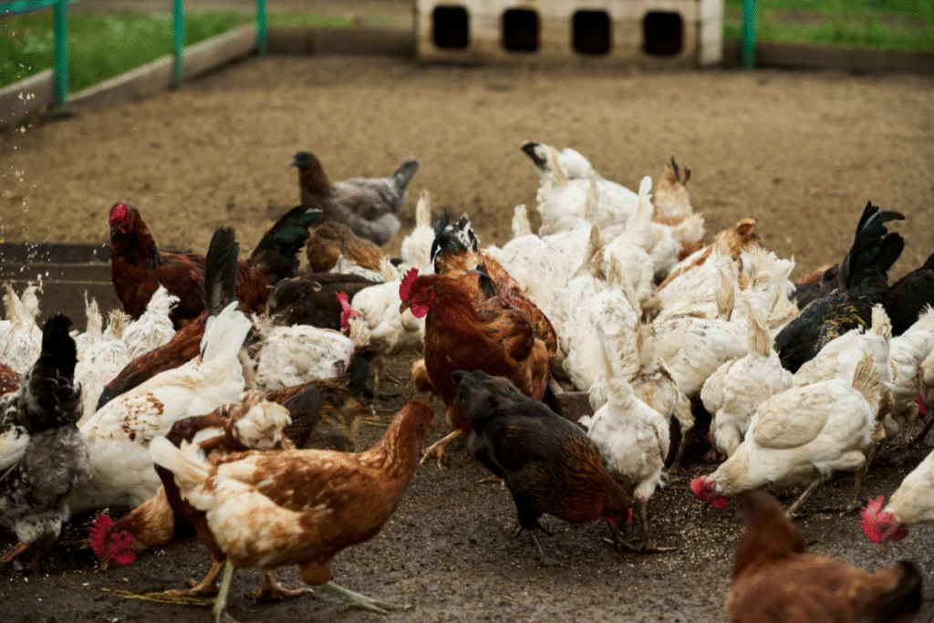 Various coloured chickens in a pen