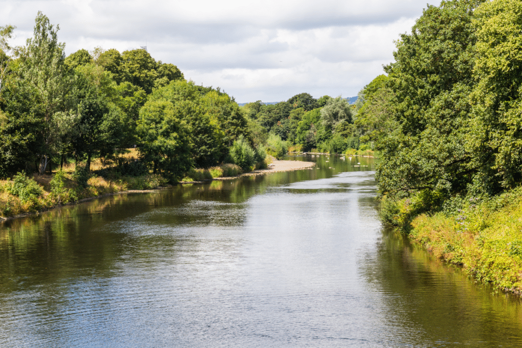 A river with green tree leaves and birds on the water