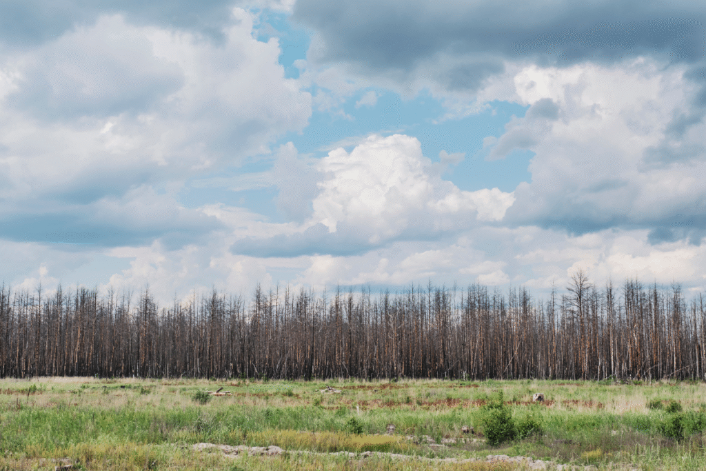 Wild landscape with trees and blue sky