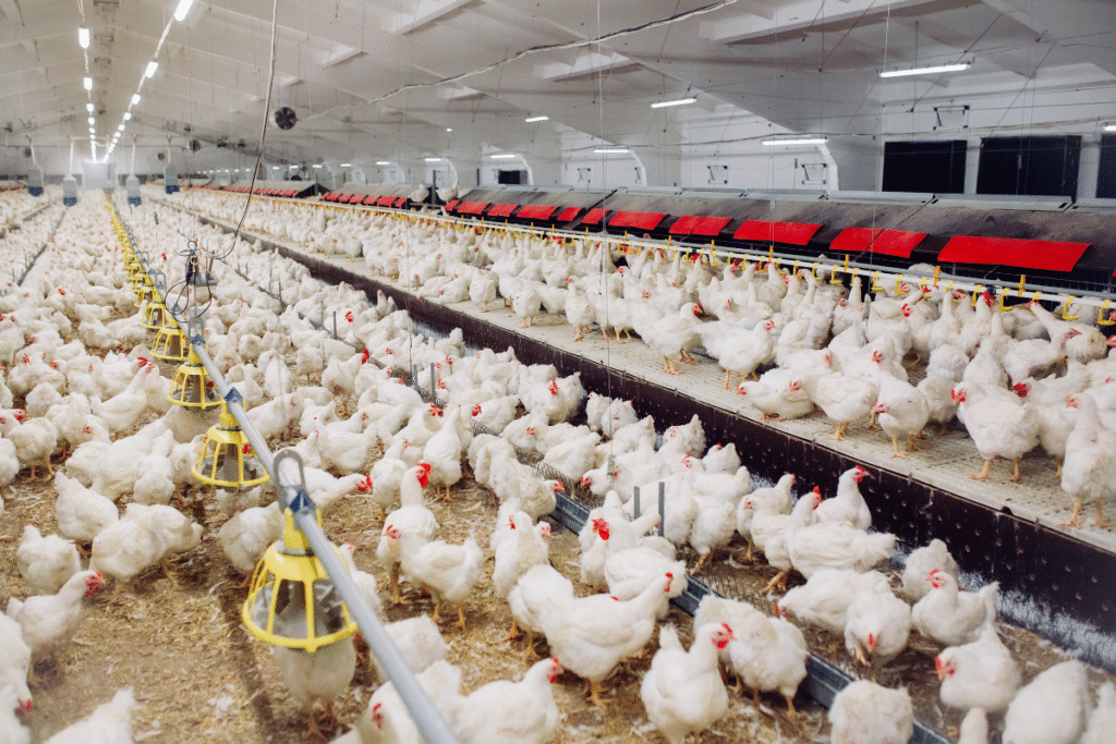 A chicken factory with white chickens in a large industrial shed