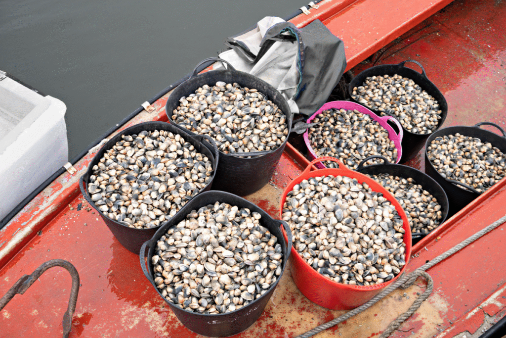 clam-harvesting vessel with buckets of clams