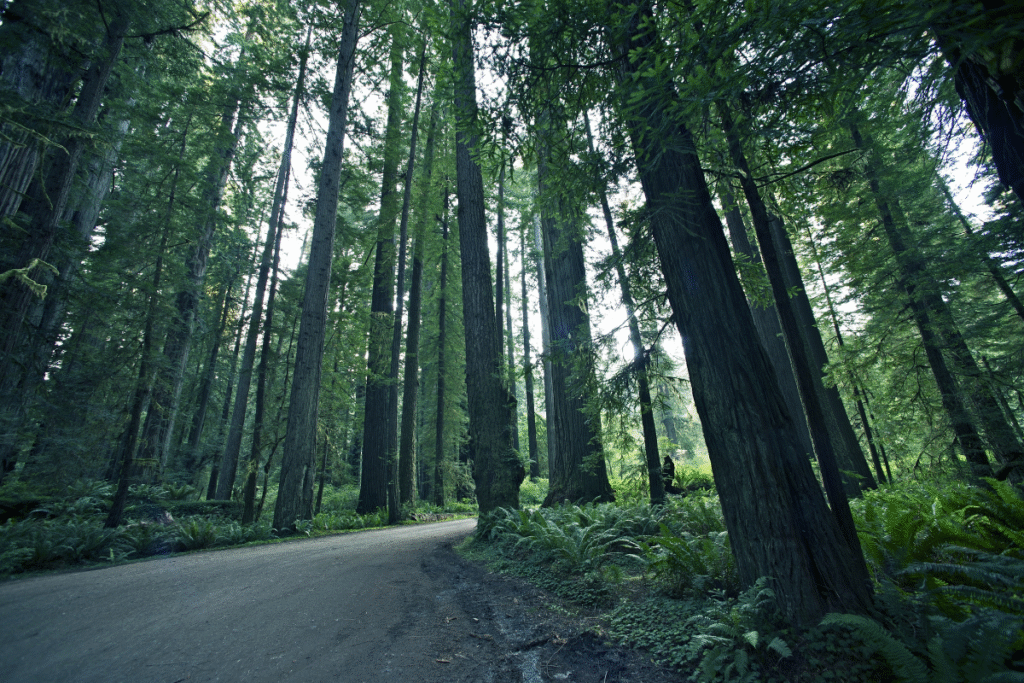 A forestry road with tall trees on each side of the road