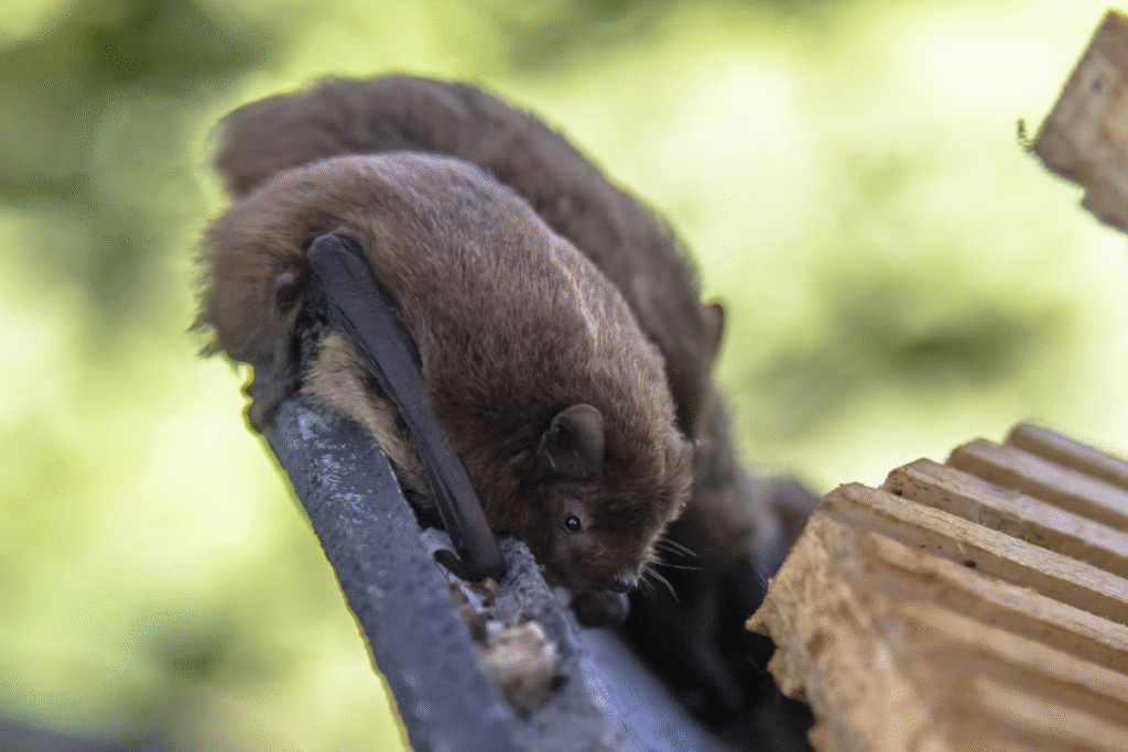 A pipistrelle bat on the side of a house